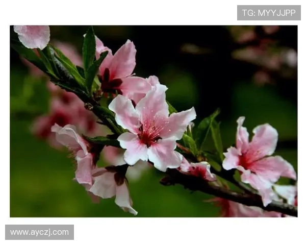 《烟花三月》:一场跨越时空的浪漫絮语,重温古韵今风的诗意流转 《烟花三月》:一场跨越时空的浪漫絮语,重温古韵今风的诗意流转